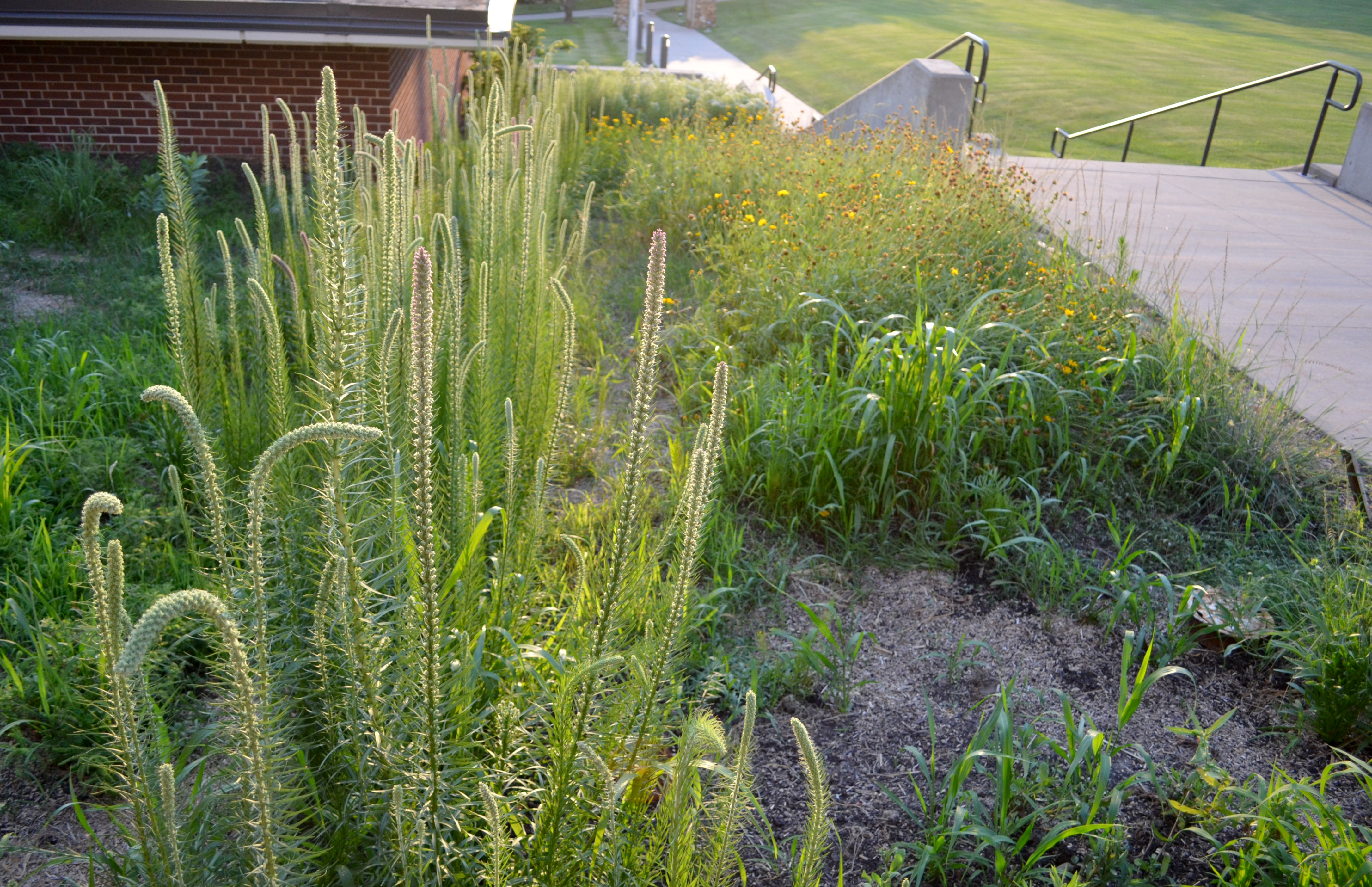 Campus Pollinator Garden 