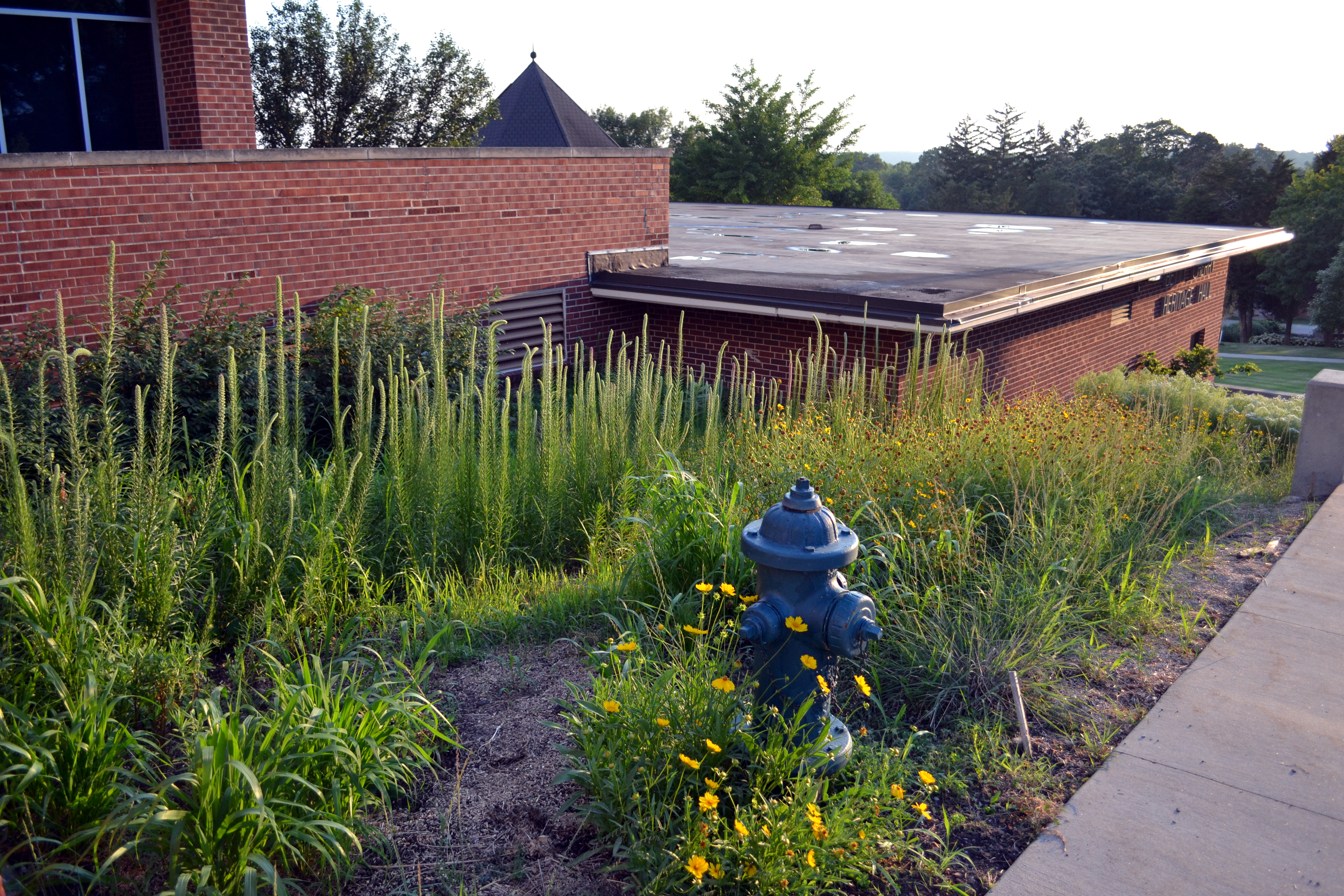 Pollinator Garden