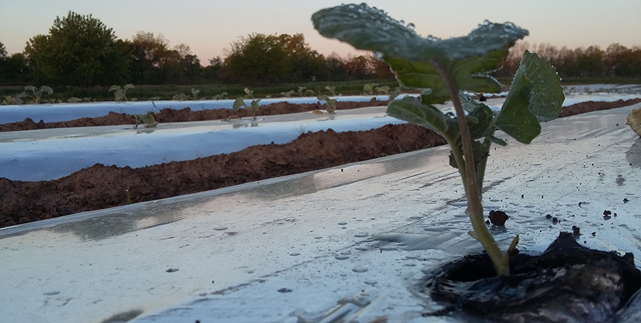 Eggplant Start