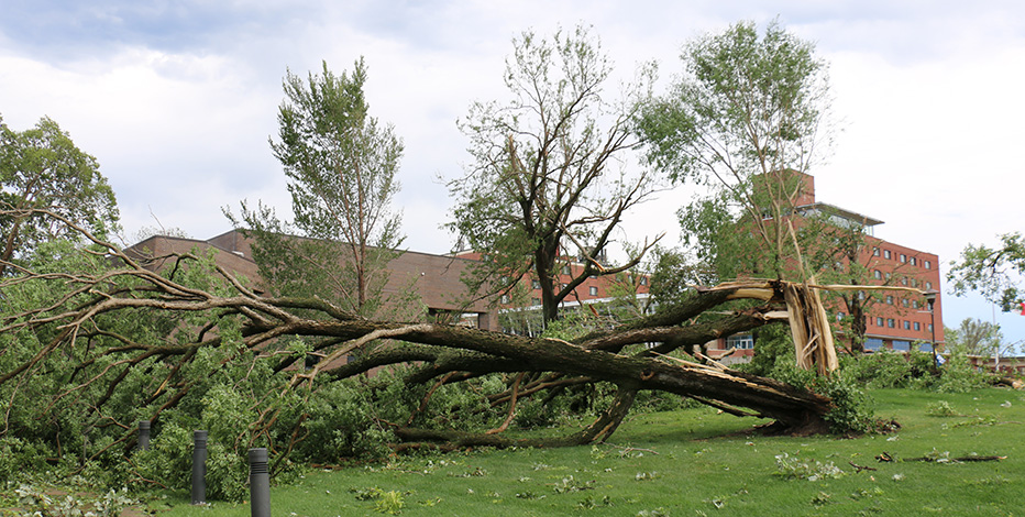 Tree damage on campus