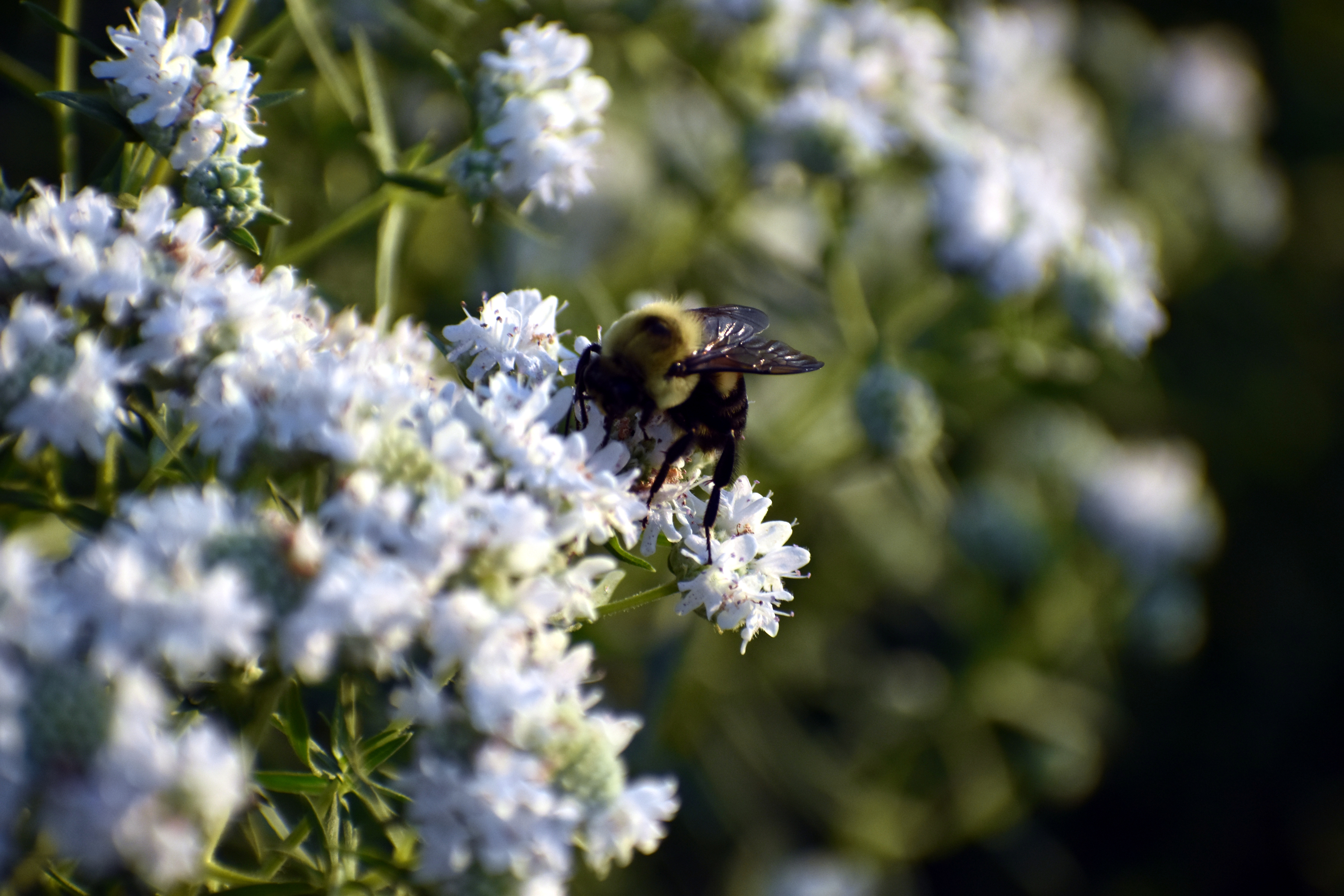 Campus Pollinator Garden 