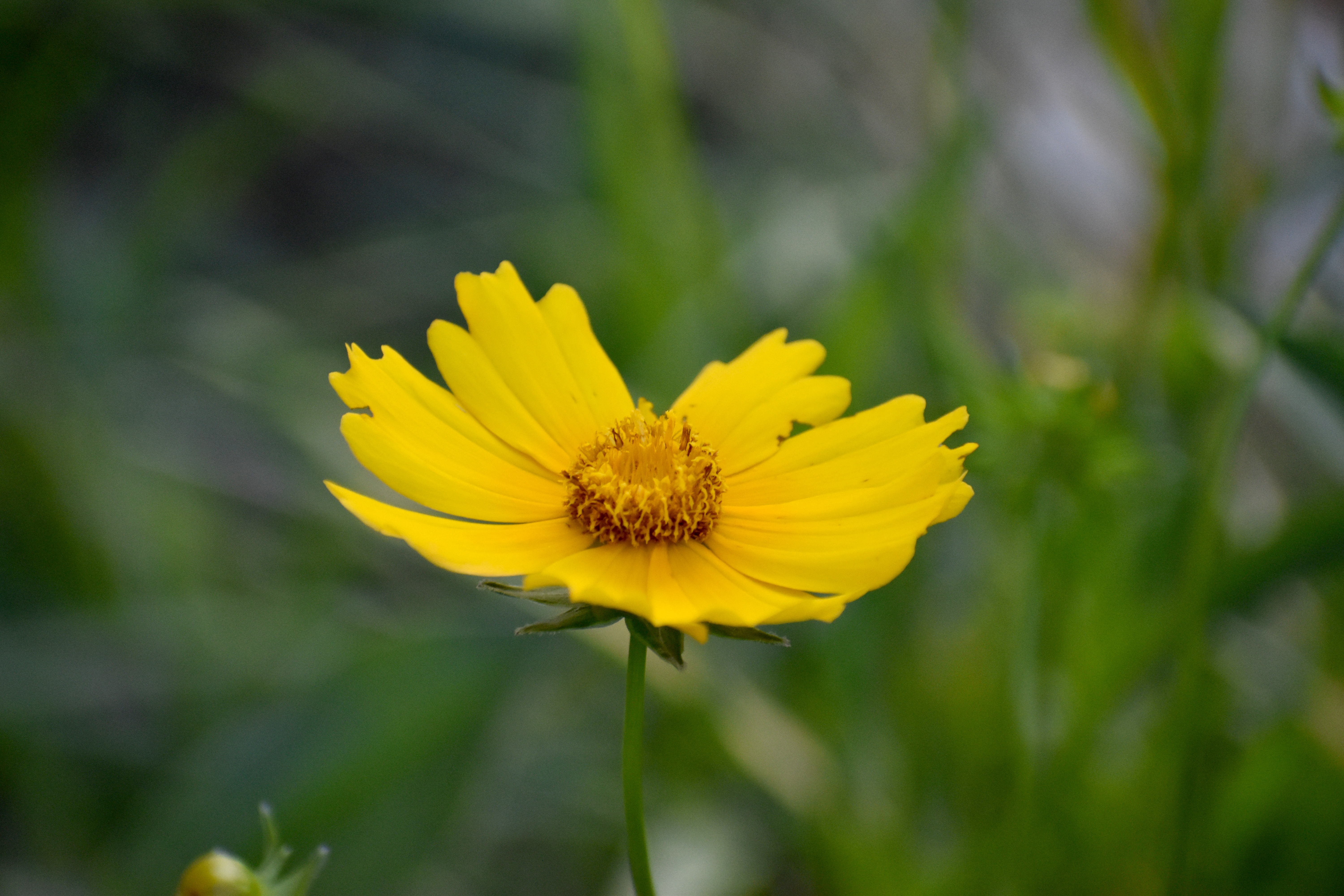 Campus Pollinator Garden 