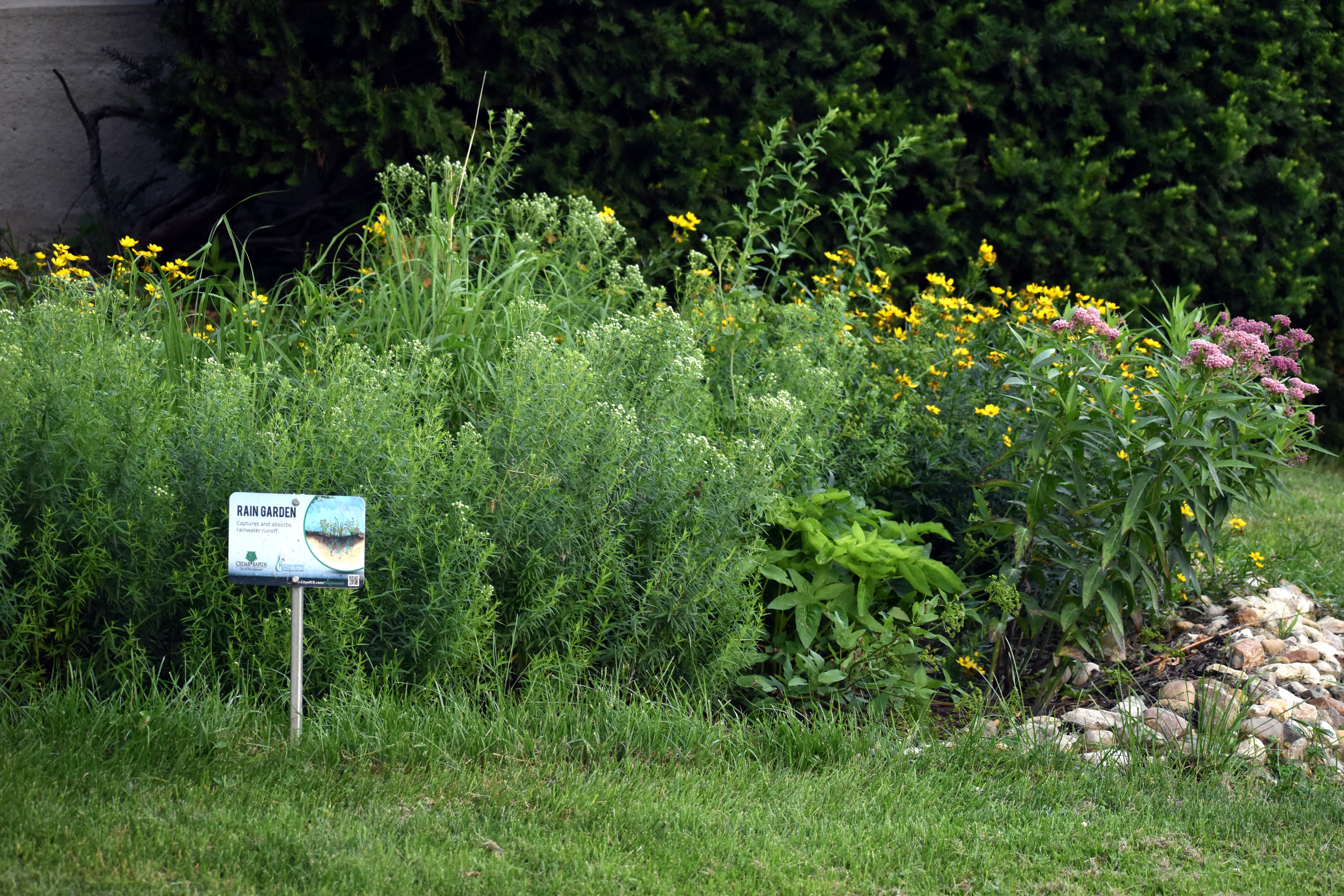 Campus Rain Garden