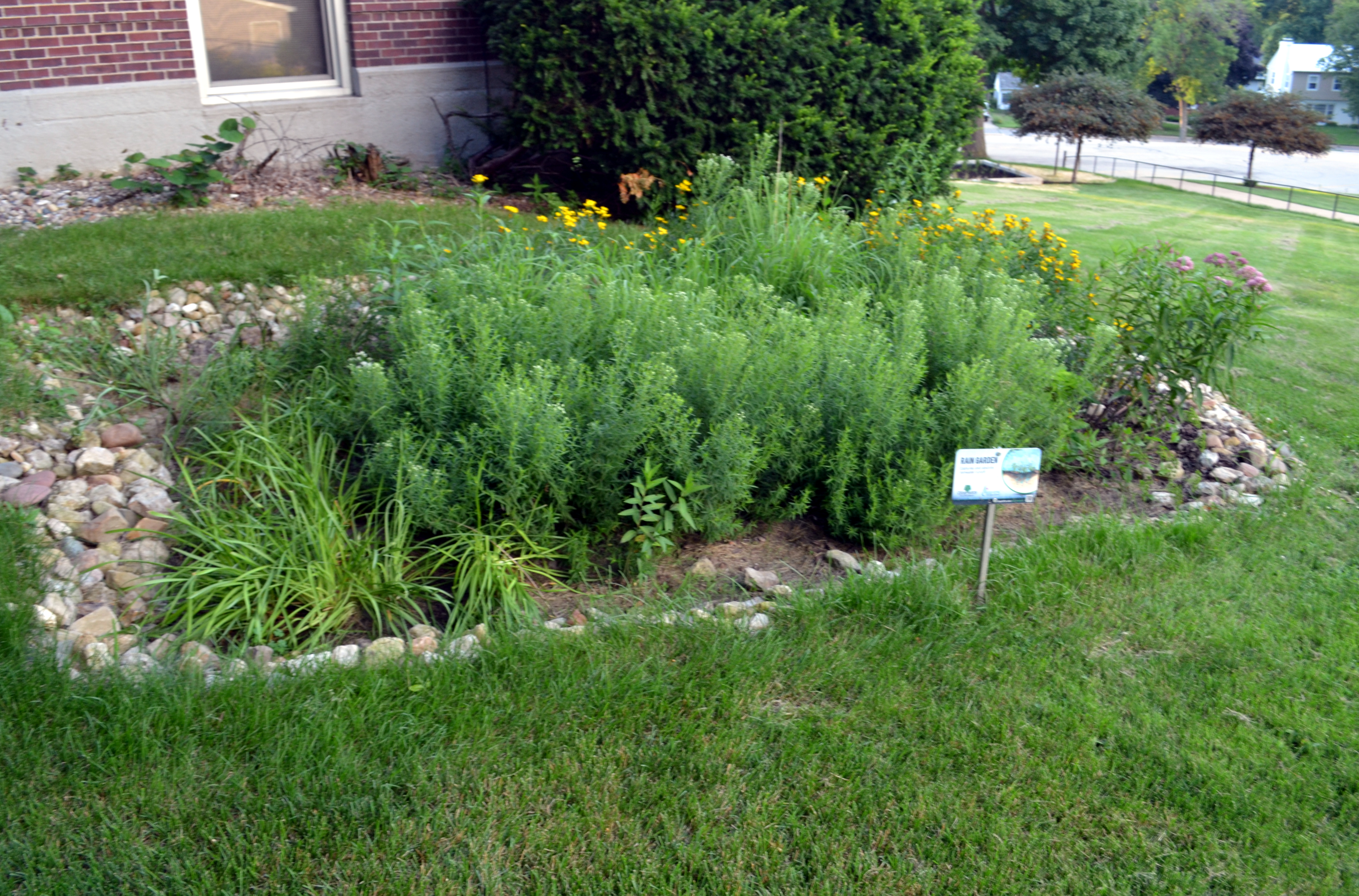 Campus Rain Garden